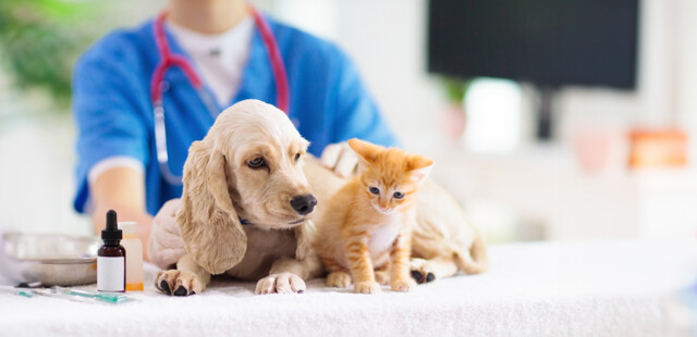 Reparto di Veterinaria